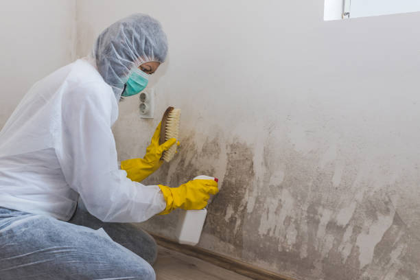 Professional Mold Removal in Big Timber, MT